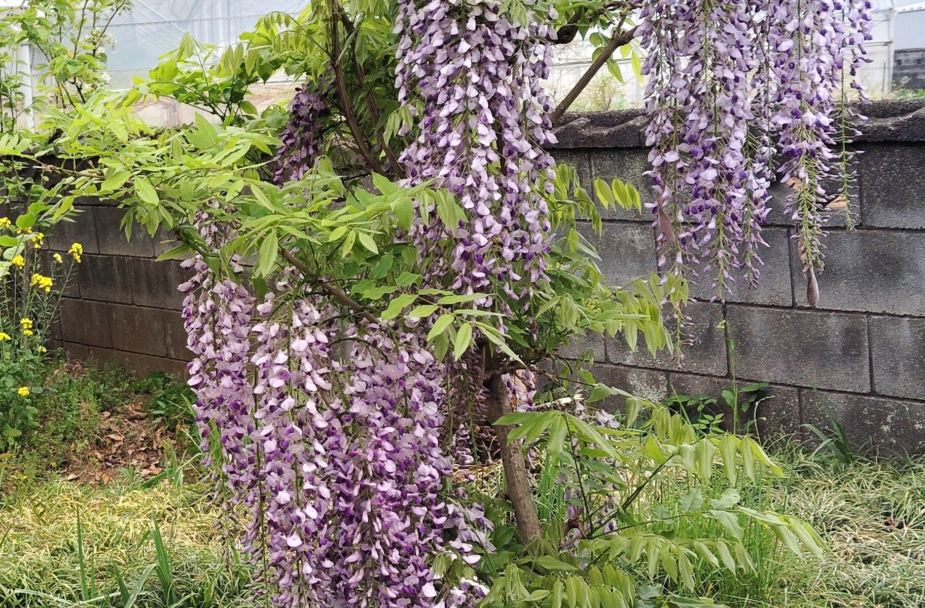 フジの花